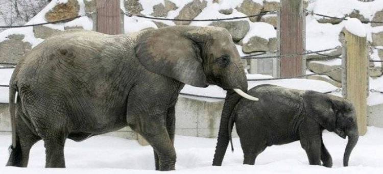 Ελέφαντες πίνουν... βότκα για να αντέξουν το πολικό κρύο της Σιβηρίας