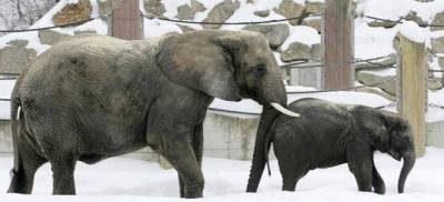 Ελέφαντες πίνουν... βότκα για να αντέξουν το πολικό κρύο της Σιβηρίας