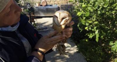 &Pi;&epsilon;&rho;ί&theta;&alpha;&lambda;&psi;&eta; &lambda;&epsilon;&upsilon;&kappa;ή&sigmaf; &kappa;&omicron;&upsilon;&kappa;&omicron;&upsilon;&beta;ά&gamma;&iota;&alpha;&sigmaf; &alpha;&pi;ό &mu;έ&lambda;&eta; &tau;&omicron;&upsilon; &Kappa;&upsilon;&nu;&eta;&gamma;&epsilon;&tau;&iota;&kappa;&omicron;ύ &Sigma;&upsilon;&lambda;&lambda;ό&gamma;&omicron;&upsilon; &Lambda;ή&mu;&nu;&omicron;&upsilon;
