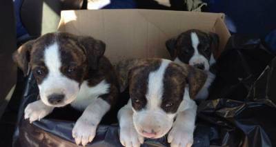 Λήμνος: Ποινική δίωξη σε ιδιοκτήτρια που εγκατέλειψε κουτάβια