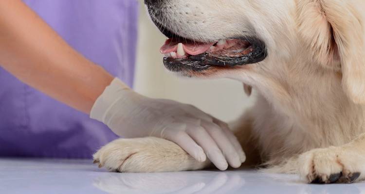 &Tau;&omicron; &kappa;&tau;&eta;&nu;&iota;&alpha;&tau;&rho;&epsilon;ί&omicron; &Lambda;&alpha;&sigma;&kappa;&alpha;&rho;ί&delta;&eta; &mu;&epsilon;&tau;&alpha;&phi;έ&rho;&theta;&eta;&kappa;&epsilon; &sigma;&epsilon; &nu;έ&alpha; &delta;&iota;&epsilon;ύ&theta;&upsilon;&nu;&sigma;&eta;!