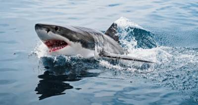 Αίγυπτος: 48χρονος Ιταλός το θύμα από την επίθεση καρχαρία | Πώς έγινε η τραγωδία