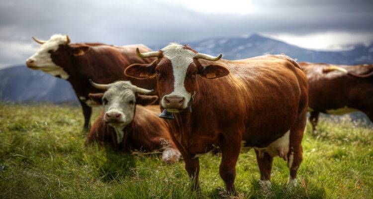 &Tau;&alpha;ύ&rho;&omicron;&sigmaf; &tau;&rho;&alpha;&upsilon;&mu;ά&tau;&iota;&sigma;&epsilon; &Lambda;&eta;&mu;&nu;&iota;ό &Kappa;&tau;&eta;&nu;&omicron;&tau;&rho;ό&phi;&omicron; | Ά&mu;&epsilon;&sigma;&eta; &alpha;&epsilon;&rho;&omicron;&delta;&iota;&alpha;&kappa;&omicron;&mu;&iota;&delta;ή