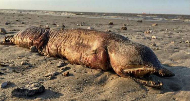 Ο τυφώνας Χάρβεϊ «ξέβρασε» απόκοσμο πλάσμα σε παραλία του Τέξας -Κανείς δεν ξέρει τι είναι (photos)