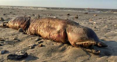 Ο τυφώνας Χάρβεϊ «ξέβρασε» απόκοσμο πλάσμα σε παραλία του Τέξας -Κανείς δεν ξέρει τι είναι (photos)