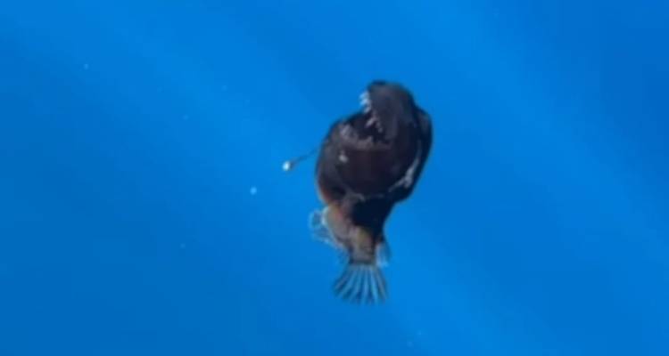 Τρομακτικό: Ψάρι-«μαύρος δαίμονας» εμφανίστηκε στο φως της ημέρας για πρώτη φορά [βίντεο]