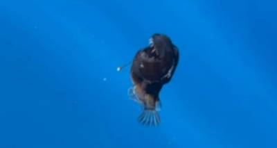 Τρομακτικό: Ψάρι-«μαύρος δαίμονας» εμφανίστηκε στο φως της ημέρας για πρώτη φορά [βίντεο]