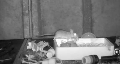 Ένα ποντίκι… συμμαζεύει κάθε βράδυ τον πάγκο μιας αποθήκης (video)