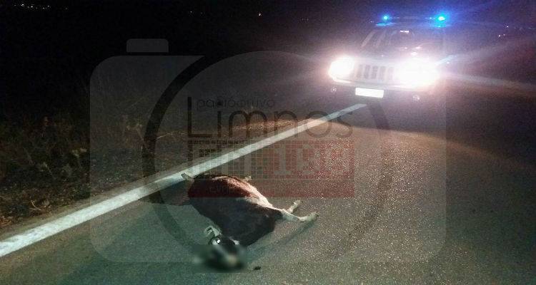 Κατσίκες προκάλεσαν τροχαίο ατύχημα στη Λήμνο (photos)