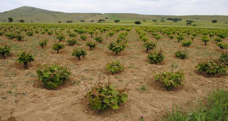 &Xi;&epsilon;&kappa;ί&nu;&eta;&sigma;&alpha;&nu; &omicron;&iota; &alpha;&iota;&tau;ή&sigma;&epsilon;&iota;&sigmaf; &alpha;&nu;&alpha;&delta;&iota;ά&rho;&theta;&rho;&omega;&sigma;&eta;&sigmaf; &alpha;&mu;&pi;έ&lambda;&omega;&nu;