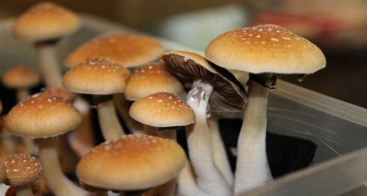 Τα μαγικά μανιτάρια βοηθούν στην κατάθλιψη