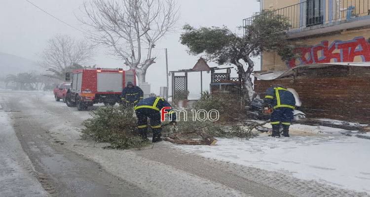 &Pi;&tau;ώ&sigma;&eta; &delta;έ&nu;&tau;&rho;&omicron;&upsilon; &sigma;&tau;&eta; &Mu;ύ&rho;&iota;&nu;&alpha; (photos + video)