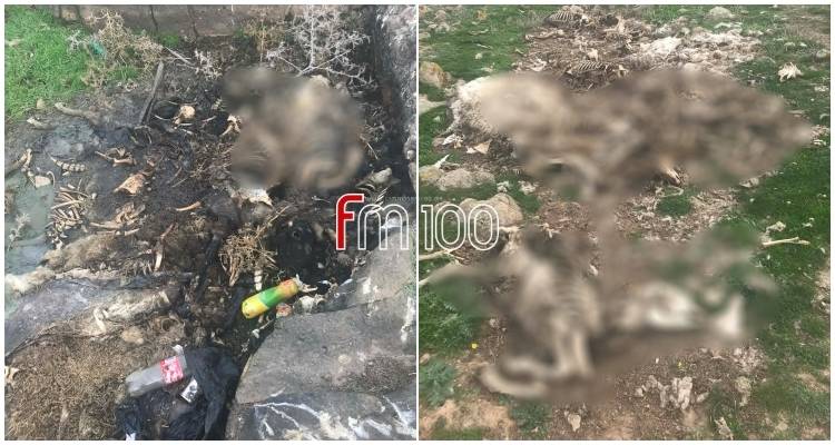 Πλήθος σκελετών ζώων σε ορεινή περιοχή στα Τσιμάνδρια | Εικόνες που προκαλούν ερωτήματα