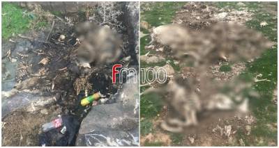 Πλήθος σκελετών ζώων σε ορεινή περιοχή στα Τσιμάνδρια | Εικόνες που προκαλούν ερωτήματα