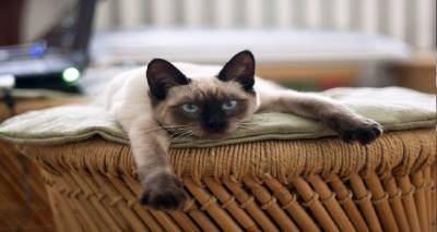 Τι αλλαγές πρέπει να κάνετε στο σπίτι για την γάτα σας