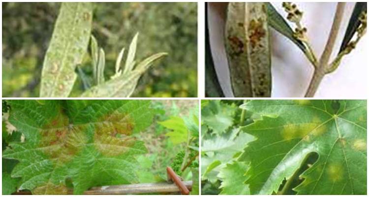 &Epsilon;&sigma;&pi;&epsilon;&rho;ί&delta;&alpha; &gamma;&iota;&alpha; &tau;&iota;&sigmaf; &alpha;&sigma;&theta;έ&nu;&epsilon;&iota;&epsilon;&sigmaf; &tau;&eta;&sigmaf; &epsilon;&lambda;&iota;ά&sigmaf; &kappa;&alpha;&iota; &tau;&eta;&sigmaf; &alpha;&mu;&pi;έ&lambda;&omicron;&upsilon; &sigma;&tau;&eta; &Mu;ύ&rho;&iota;&nu;&alpha; &Lambda;ή&mu;&nu;&omicron;&upsilon;