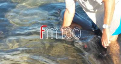 &Lambda;ή&mu;&nu;&omicron;&sigmaf;: &Epsilon;&nu;&tau;&omicron;&pi;ί&sigma;&tau;&eta;&kappa;&epsilon; &tau;&rho;&alpha;&upsilon;&mu;&alpha;&tau;&iota;&sigma;&mu;έ&nu;&omicron; &delta;&epsilon;&lambda;&phi;ί&nu;&iota; &sigma;&tau;&eta;&nu; &pi;&alpha;&rho;&alpha;&lambda;ί&alpha; &tau;&omicron;&upsilon; &Pi;&lambda;&alpha;&tau;ύ (photos)