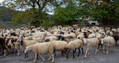 Επικίνδυνα τα εμβόλια κατά της ευλογιάς που μπαίνουν παράνομα στη χώρα, λένε οι ειδικοί