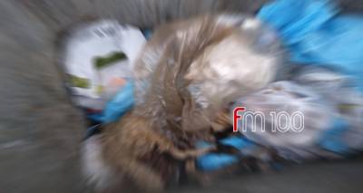 &Delta;.&Epsilon; &Alpha;&tau;&sigma;&iota;&kappa;ή&sigmaf;: &Nu;&epsilon;&kappa;&rho;ό &pi;&rho;ό&beta;&alpha;&tau;&omicron; &sigma;&epsilon; &kappa;ά&delta;&omicron; &alpha;&pi;&omicron;&rho;&rho;&iota;&mu;&mu;ά&tau;&omega;&nu; (photo)