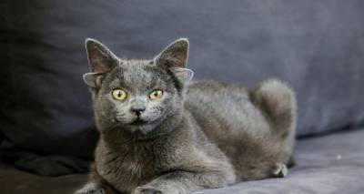 Μέσα σε λίγες ώρες το τεσσάρων μηνών γατάκι έγινε... «αστέρι» καθώς απέκτησε 73.000 ακόλουθους