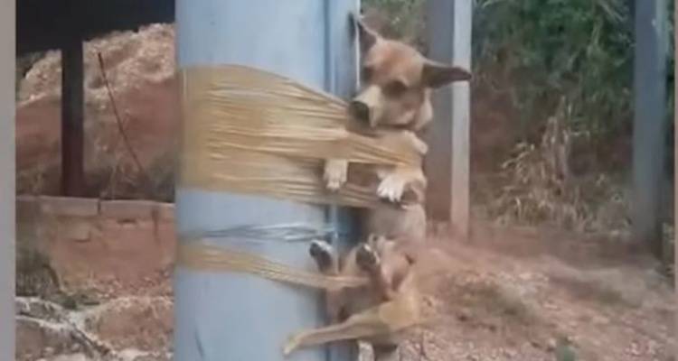 Κτηνωδία: Οργισμένος γείτονας έδεσε σκυλάκι σε κολώνα, επειδή έκανε την ανάγκη του στον κήπο του [βίντεο]