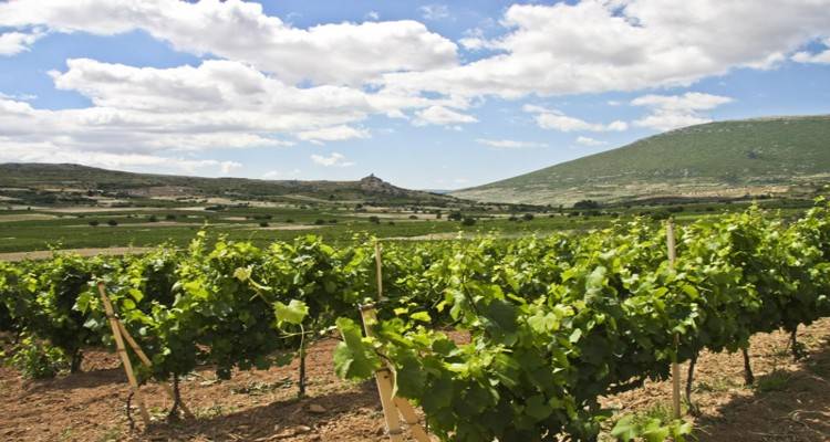 Αυτές είναι οι υποχρεώσεις των αμπελουργών στα πλαίσια του τρύγου 2021