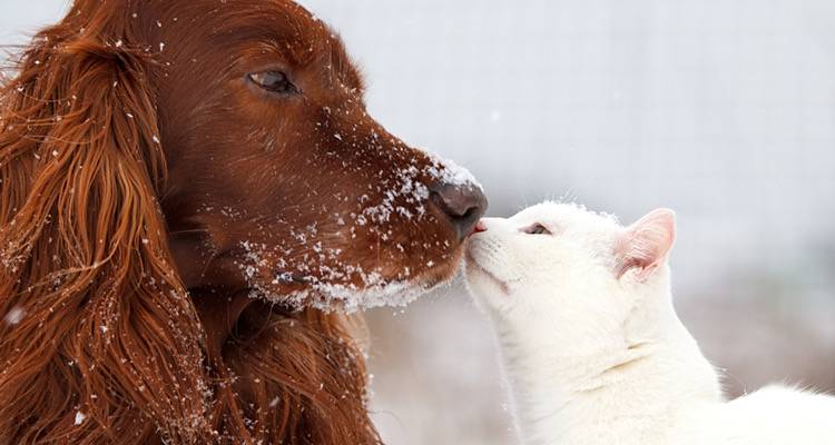 Animal Rescue &Lambda;ή&mu;&nu;&omicron;&sigmaf;: &laquo;&Pi;&rho;&omicron;&sigma;&tau;&alpha;&tau;έ&psi;&tau;&epsilon; &kappa;&alpha;&iota; &beta;&omicron;&eta;&theta;ή&sigma;&tau;&epsilon; &tau;&alpha; &Alpha;&delta;έ&sigma;&pi;&omicron;&tau;&alpha;!&raquo;