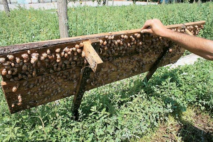 &Nu;&omicron;&mu;&iota;&kappa;ή &rho;ύ&theta;&mu;&iota;&sigma;&eta; &alpha;&nu;&omicron;ί&gamma;&epsilon;&iota; &tau;&omicron; &delta;&rho;ό&mu;&omicron; &gamma;&iota;&alpha; &tau;&iota;&sigmaf; &epsilon;&gamma;&kappa;&alpha;&tau;&alpha;&sigma;&tau;ά&sigma;&epsilon;&iota;&sigmaf; &epsilon;&kappa;&tau;&rho;&omicron;&phi;ή&sigmaf; &sigma;&alpha;&lambda;&iota;&gamma;&kappa;&alpha;&rho;&iota;ώ&nu;