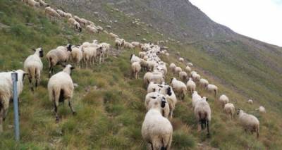 Ταμείο ανεργίας για πληγέντες κτηνοτρόφους ζητά η Περιφέρεια Βορείου Αιγαίου