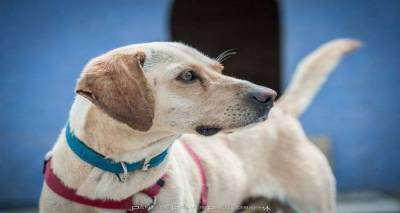 &Mu;&pi;&alpha;&zeta;ά&rho; &alpha;&gamma;ά&pi;&eta;&sigmaf; &alpha;&pi;ό &tau;&omicron; &Phi;&iota;&lambda;&omicron;&zeta;&omega;&iota;&kappa;ό &Sigma;&omega;&mu;&alpha;&tau;&epsilon;ί&omicron; &Lambda;ή&mu;&nu;&omicron;&upsilon;