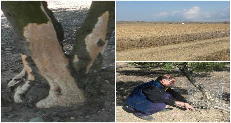 &Tau;&alpha; &kappa;&omicron;&upsilon;&nu;έ&lambda;&iota;&alpha; &laquo;&pi;&lambda;ή&gamma;&omega;&sigma;&alpha;&nu;&raquo; &tau;&omicron; &alpha;&gamma;&rho;ό&kappa;&tau;&eta;&mu;&alpha; &tau;&eta;&sigmaf; &Mu;&eta;&tau;&rho;ό&pi;&omicron;&lambda;&eta;&sigmaf; &sigma;&tau;&omicron; K&alpha;&rho;&pi;ά&sigma;&iota; (photos)