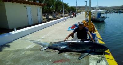 Λήμνος: Έπιασαν καρχαρία 200 κιλών (photos)