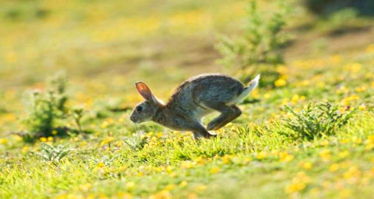 Αδαμίδης: «Η σύσκεψη για τα αγριοκούνελα της Λήμνου θα πρέπει να είναι επί της ουσίας» (mp3)