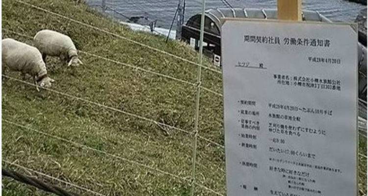 Ιαπωνία: Εταιρεία υπέγραψε συμβάσεις και με... πρόβατα | Εχουν ωράριο και διαλείμματα (photos)