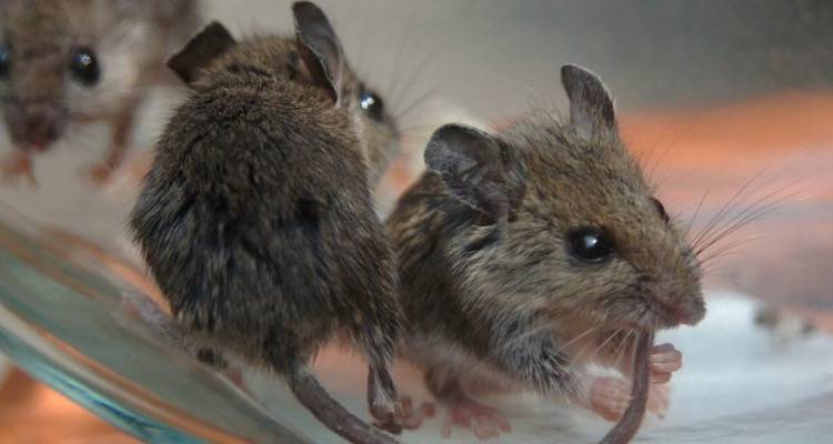 &Lambda;ή&mu;&nu;&omicron;&sigmaf;: &Pi;&omicron;&nu;&tau;ί&kappa;&iota;&alpha; &sigma;&tau;&omicron; &Epsilon;&iota;&delta;&iota;&kappa;ό &sigma;&chi;&omicron;&lambda;&epsilon;ί&omicron; &Kappa;&alpha;&lambda;&lambda;&iota;&theta;έ&alpha;&sigmaf;