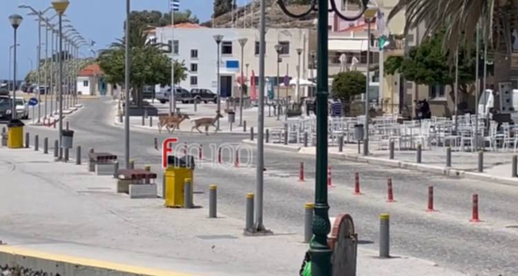Ελάφια εκτός ελέγχου πριν από λίγο στο λιμάνι της Μύρινας | Ένα χτύπησε σε αυτοκίνητο