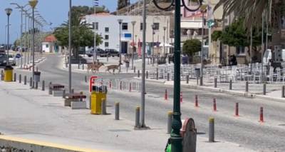 Ελάφια εκτός ελέγχου πριν από λίγο στο λιμάνι της Μύρινας | Ένα χτύπησε σε αυτοκίνητο