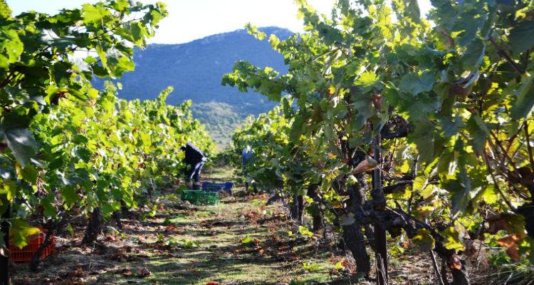 Ξεκίνησαν οι αιτήσεις για τις ζημιές στα αμέλια της Δ.Ε Ατσικής από τον καύσωνα