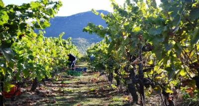 Ξεκίνησαν οι αιτήσεις για τις ζημιές στα αμέλια της Δ.Ε Ατσικής από τον καύσωνα