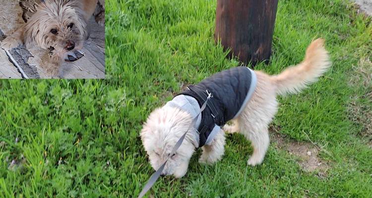 Χάθηκε ο Γκούφι στον Μούδρο | Μπορείτε να βοηθήσετε;