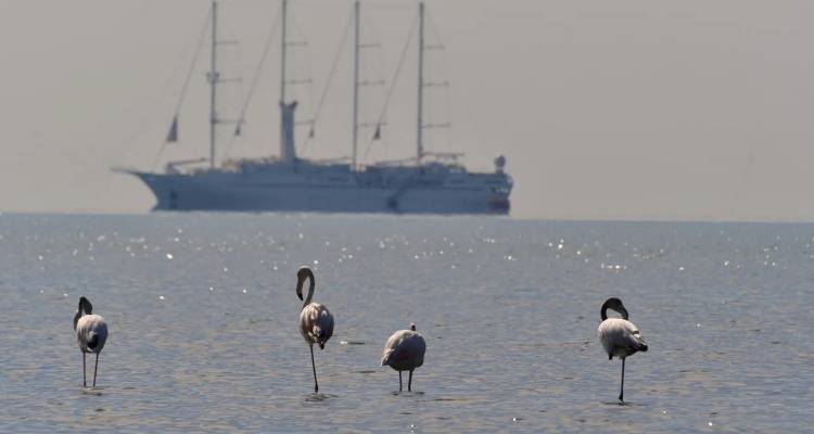 &Tau;&sigma;&alpha;&tau;&rho;&alpha;&phi;ύ&lambda;&lambda;&iota;&alpha;&sigmaf; &gamma;&iota;&alpha; &kappa;&alpha;&iota;&rho;ό: &Upsilon;&pi;&omicron;&tau;&rho;&omicron;&pi;&iota;&kappa;ό&sigmaf; &alpha;&epsilon;&rho;&omicron;&chi;&epsilon;ί&mu;&alpha;&rho;&rho;&omicron;&sigmaf; &phi;έ&rho;&nu;&epsilon;&iota; &alpha;&phi;&rho;&iota;&kappa;&alpha;&nu;&iota;&kappa;ή &zeta;έ&sigma;&tau;&eta; | &Pi;&omicron;&iota;&epsilon;&sigmaf; &theta;&alpha; &epsilon;ί&nu;&alpha;&iota; &omicron;&iota; &pi;&iota;&omicron; &theta;&epsilon;&rho;&mu;έ&sigmaf; &eta;&mu;έ&rho;&epsilon;&sigmaf;