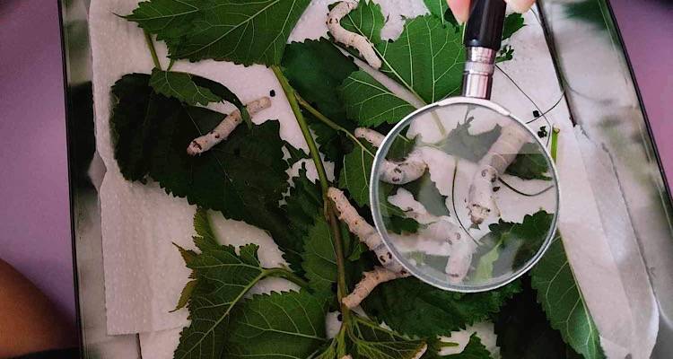 &Eta; &Sigma;&tau;&alpha;&upsilon;&rho;&omicron;ύ&lambda;&alpha; &Phi;&rho;&alpha;&gamma;&kappa;&omicron;&upsilon;&delta;ά&kappa;&eta; &laquo;&zeta;&omega;&nu;&tau;&alpha;&nu;&epsilon;ύ&epsilon;&iota;&raquo; &gamma;&iota;&alpha; &tau;&omicron;&upsilon;&sigmaf; &mu;&alpha;&theta;&eta;&tau;έ&sigmaf; &tau;&eta;&sigmaf; &Lambda;ή&mu;&nu;&omicron;&upsilon; &tau;&eta;&nu; &laquo;&Omega;&rho;&alpha;ί&alpha; &Mu;&epsilon;&tau;&alpha;&mu;&omicron;&rho;&phi;&omega;&mu;έ&nu;&eta;&raquo; &tau;&eta;&sigmaf;.