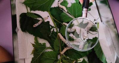 &Eta; &Sigma;&tau;&alpha;&upsilon;&rho;&omicron;ύ&lambda;&alpha; &Phi;&rho;&alpha;&gamma;&kappa;&omicron;&upsilon;&delta;ά&kappa;&eta; &laquo;&zeta;&omega;&nu;&tau;&alpha;&nu;&epsilon;ύ&epsilon;&iota;&raquo; &gamma;&iota;&alpha; &tau;&omicron;&upsilon;&sigmaf; &mu;&alpha;&theta;&eta;&tau;έ&sigmaf; &tau;&eta;&sigmaf; &Lambda;ή&mu;&nu;&omicron;&upsilon; &tau;&eta;&nu; &laquo;&Omega;&rho;&alpha;ί&alpha; &Mu;&epsilon;&tau;&alpha;&mu;&omicron;&rho;&phi;&omega;&mu;έ&nu;&eta;&raquo; &tau;&eta;&sigmaf;.