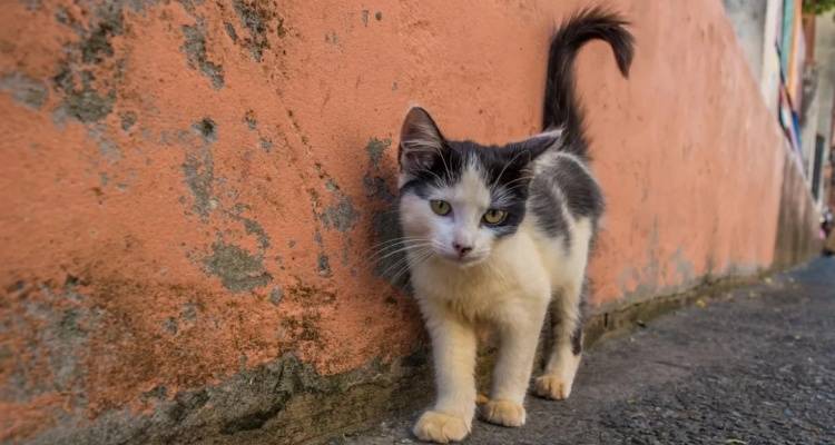 &laquo;&Pi;&rho;&omicron;&sigma;&omicron;&chi;ή! &Phi;ό&lambda;&epsilon;&sigmaf; &sigma;&tau;&eta;&nu; &pi;&epsilon;&rho;&iota;&omicron;&chi;ή &tau;&omicron;&upsilon; &Rho;&omega;&mu;έ&iota;&kappa;&omicron;&upsilon; &Gamma;&iota;&alpha;&lambda;&omicron;ύ&raquo;