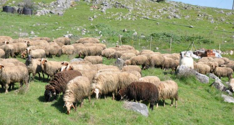 &Mu;&eta;&nu; &epsilon;ί&delta;&alpha;&tau;&epsilon; &tau;&iota;&sigmaf; &alpha;&pi;&omicron;&zeta;&eta;&mu;&iota;ώ&sigma;&epsilon;&iota;&sigmaf; &gamma;&iota;&alpha; &tau;&omicron;&nu; &kappa;&alpha;&tau;&alpha;&rho;&rho;&omicron;ϊ&kappa;ό;