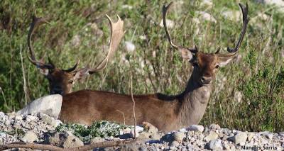 &Alpha;&xi;&iota;έ&pi;&alpha;&iota;&nu;&eta; &pi;&rho;&omega;&tau;&omicron;&beta;&omicron;&upsilon;&lambda;ί&alpha; &tau;&eta;&sigmaf; &Pi;&Phi;&Pi;&Omicron; | &Phi;&epsilon;ύ&gamma;&omicron;&upsilon;&nu; &alpha;ύ&rho;&iota;&omicron; &alpha;&pi;ό &tau;&eta; &Lambda;ή&mu;&nu;&omicron; &zeta;&omega;&omicron;&tau;&rho;&omicron;&phi;έ&sigmaf; &gamma;&iota;&alpha; &tau;&alpha; &pi;&lambda;&alpha;&tau;ώ&nu;&iota;&alpha; &tau;&eta;&sigmaf; &Rho;ό&delta;&omicron;&upsilon;
