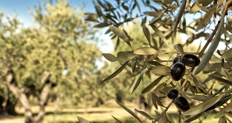 &Tau;&omicron; &epsilon;&lambda;&lambda;&eta;&nu;&iota;&kappa;ό &epsilon;&lambda;&alpha;&iota;ό&lambda;&alpha;&delta;&omicron; &kappa;&alpha;&tau;&alpha;&kappa;&tau;ά &tau;&iota;&sigmaf; &xi;έ&nu;&epsilon;&sigmaf; &alpha;&gamma;&omicron;&rho;έ&sigmaf;