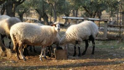 Ξεκινούν ενημερώσεις για τον καταρροϊκό πυρετό στη Λήμνο