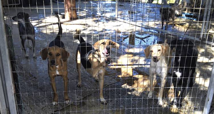 &Tau;&omicron; &Kappa;&alpha;&tau;&alpha;&phi;ύ&gamma;&iota;&omicron; &Zeta;ώ&omega;&nu; &tau;&omicron;&upsilon; &Delta;ή&mu;&omicron;&upsilon; &Lambda;ή&mu;&nu;&omicron;&upsilon; &chi;&omega;&rho;ί&sigmaf; &nu;&epsilon;&rho;ό &alpha;&pi;ό &tau;&eta;&nu; &Kappa;&upsilon;&rho;&iota;&alpha;&kappa;ή