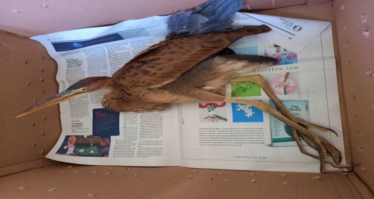 &Delta;&iota;ά&sigma;&omega;&sigma;&eta; &tau;&rho;&alpha;&upsilon;&mu;&alpha;&tau;&iota;&sigma;&mu;έ&nu;&omicron;&upsilon; &pi;&omicron;&rho;&phi;&upsilon;&rho;&omicron;&tau;&sigma;&iota;&kappa;&nu;&iota;ά &sigma;&tau;&eta; &Mu;ύ&rho;&iota;&nu;&alpha;